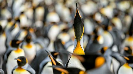 King penguin displaying