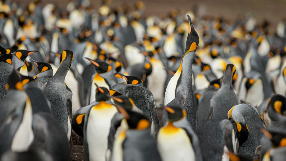 King penguin colony à Joan Gil Raga
