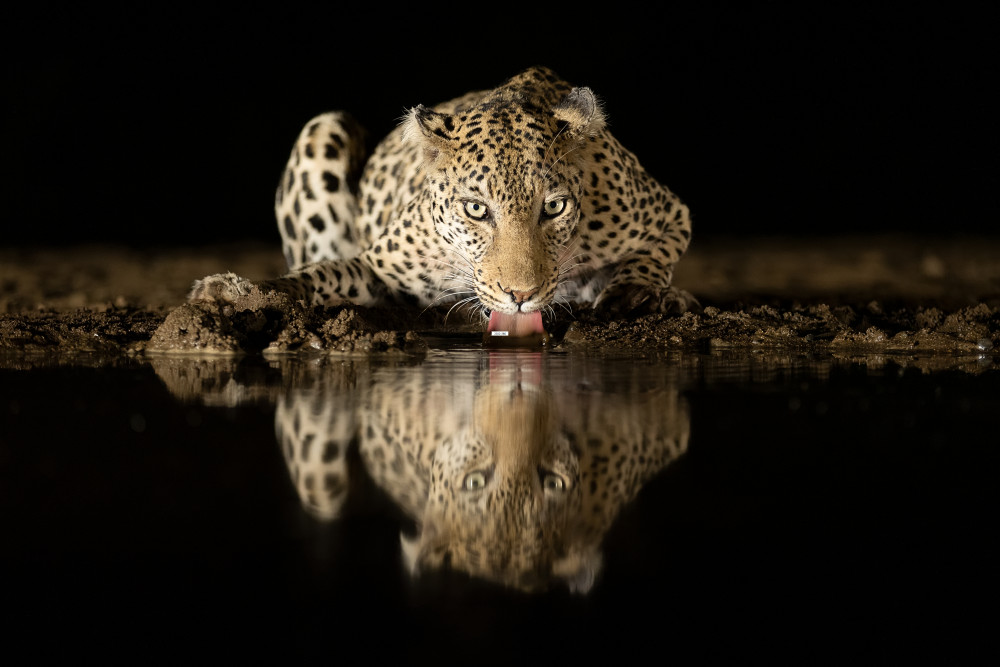 Leopard drinking à Joan Gil Raga