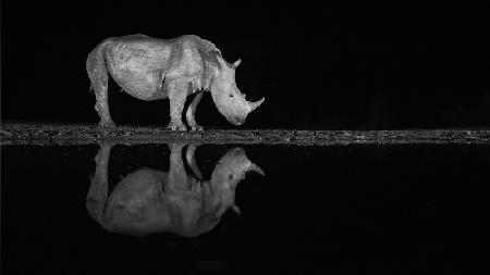 Rhino at night