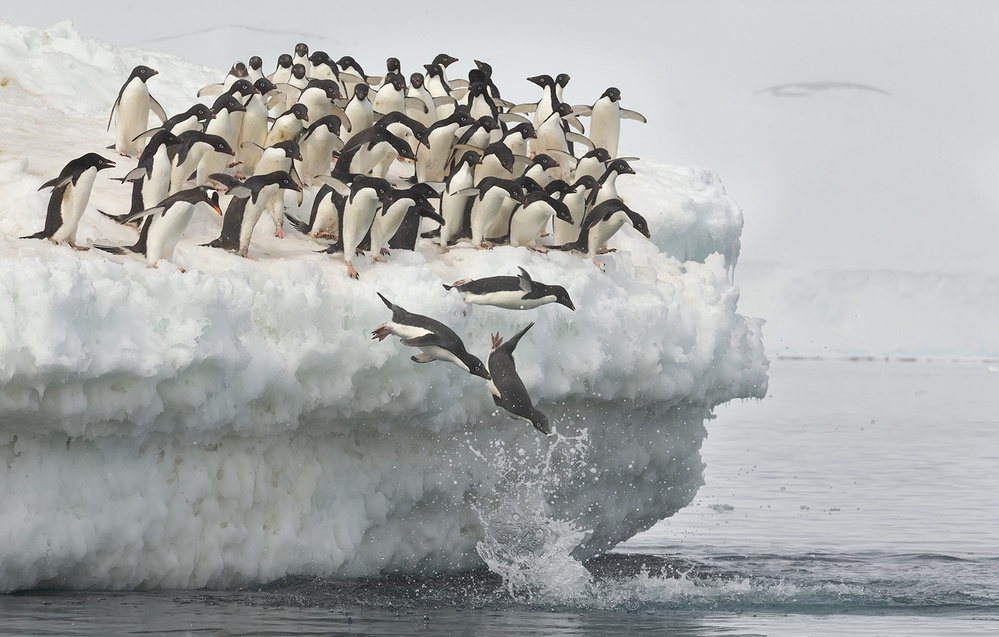 Penguins jumping à Joan Gil Raga