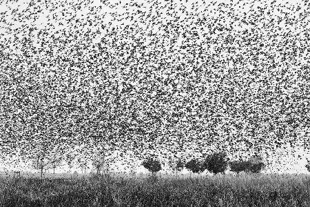 Starlings attack