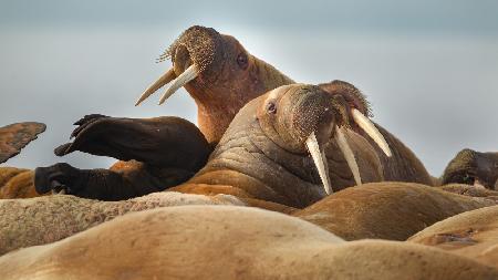 Walrus colony