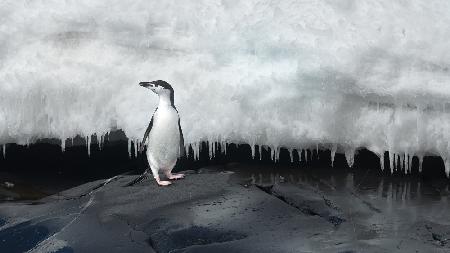 Chinstrap penguin