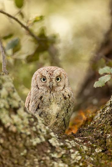 Scops owl