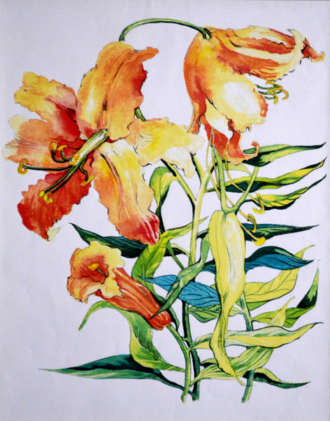 Orange Lilies 1 à Joan  Thewsey