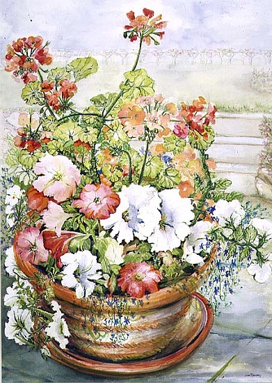 Petunias and Geraniums (w/c on paper)  à Joan  Thewsey