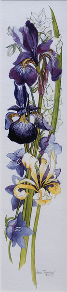 Purple and Yellow Irises with White and Mauve Campanulas à Joan  Thewsey