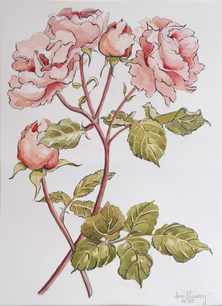 Roses,Abraham Darby à Joan  Thewsey