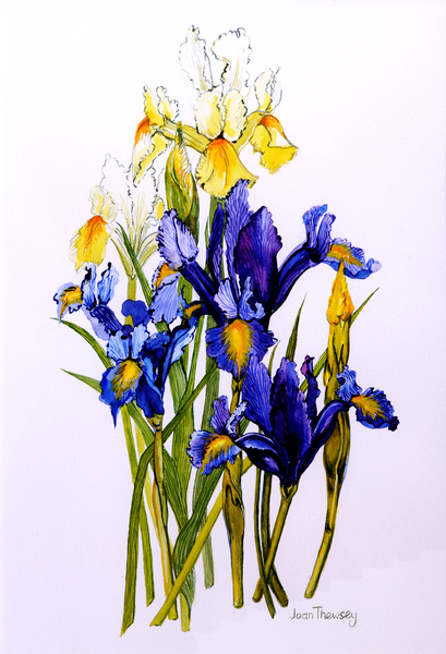 Three Purple and Two Yellow Iris with Buds à Joan  Thewsey