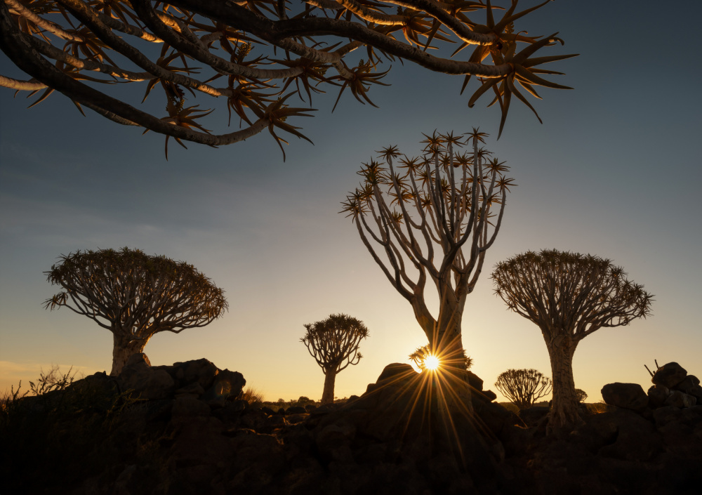 The Quiver trees in Namibia à Joan Zhang