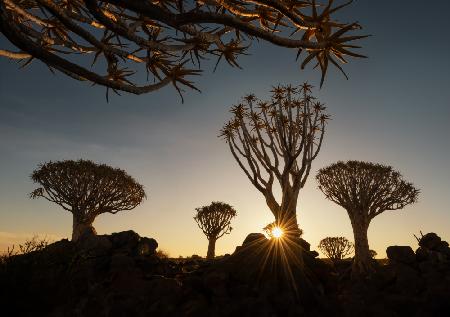 The Quiver trees in Namibia