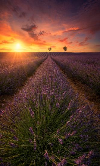Spectacular sunset in Valensole lavender fields A738700