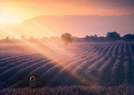 Walking among lavenders A739320