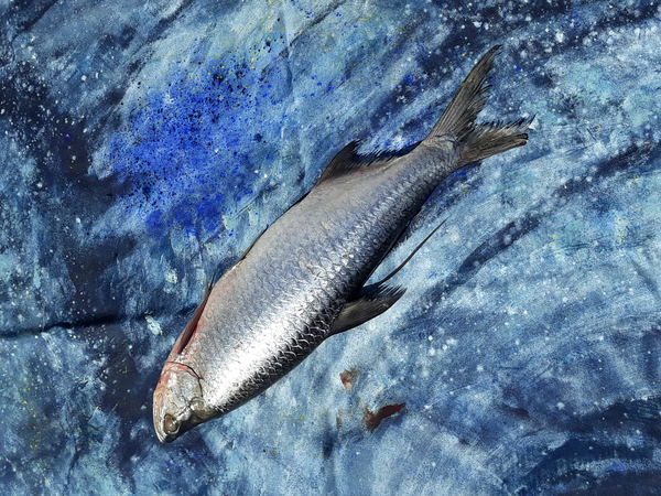 fish on canvas à jocasta shakespeare