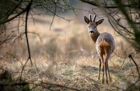 Roe deer