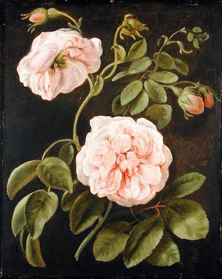 Flower Study à Joh. Friedrich August Tischbein