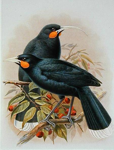 Huia, illustration from 'A History of the Birds of New Zealand' by W.L. Buller à Johan Gerard Keulemans