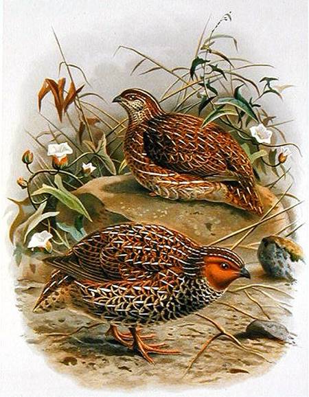 New Zealand Quail, illustration from 'A History of the Birds of New Zealand' by W.L. Buller à Johan Gerard Keulemans