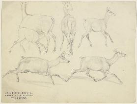 Study sheet: Chamois