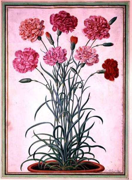 Carnations growing from a pot, plate 25 from the Nassau Florilegium  on à Johann Jakob Walther
