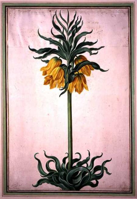 Fritillaria imperialis 'Aurora' (crown imperial) plate 23 from the Nassau Florilegium à Johann Jakob Walther