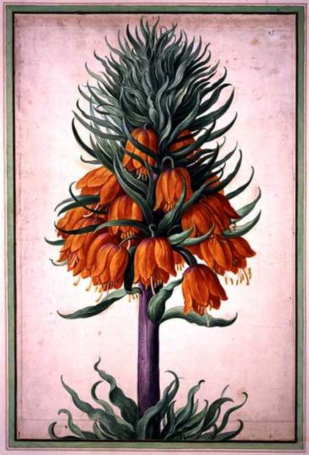 Fritillaria imperialis (crown imperial) plate 25 from the Nassau Florilegium à Johann Jakob Walther