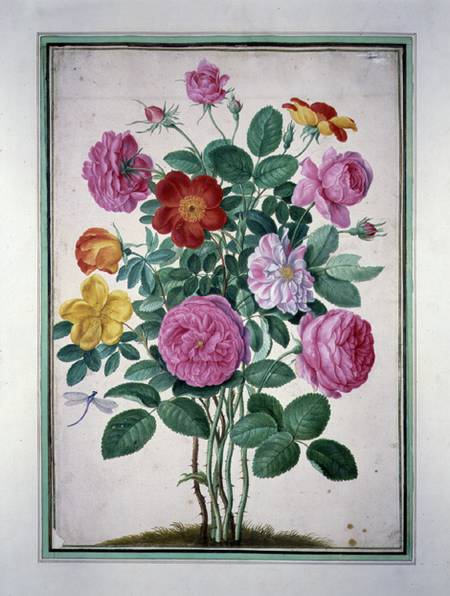 Roses, plate 4 from the Nassau Florilegium  on à Johann Jakob Walther