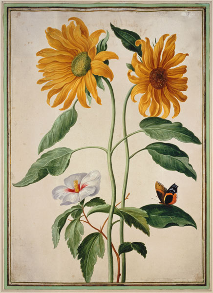 Sunflowers plate 18 from the Nassau Florilegium  on à Johann Jakob Walther