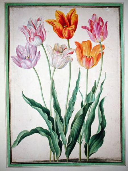 Tulips, from the 'Nassau Florilegium'  on à Johann Jakob Walther