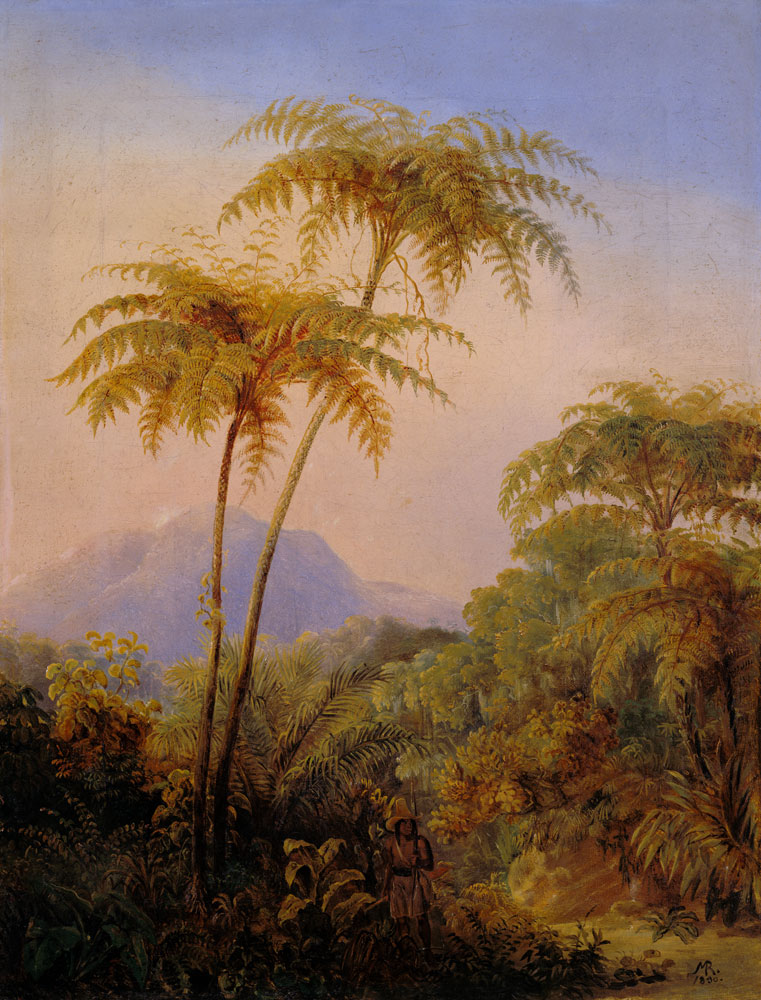 Baumfarn de la forêt vierge brésilienne. à Johann Moritz Rugendas