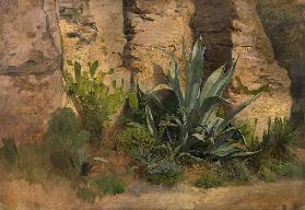 Studie einer Agave, Yucca, eines Feigenkaktus und Ginsters, an der Stadtmauer in Rom.