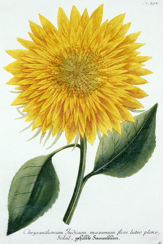 Chrysanthemum Indicum from 'Pythanthoza Iconographica', published in Germany à Johann Wilhelm Weinman