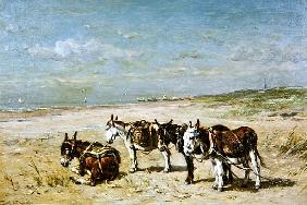 Donkeys on the Beach