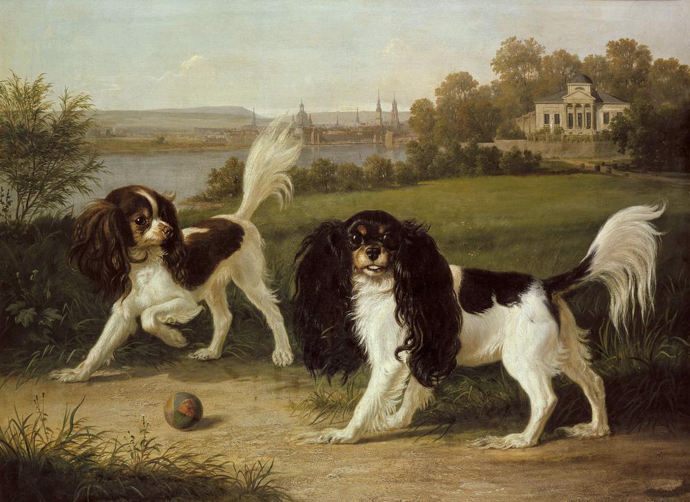 Zwei King-Charles-Hunde vor Dresden à Johann Friedrich Wilhelm Wegener