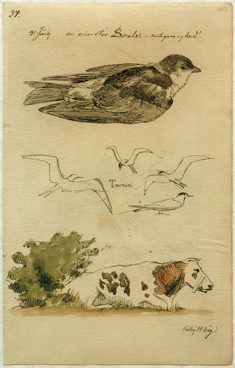 Schwalbe, Seeschwalben, liegende Kuh à Johan Thomas Lundbye