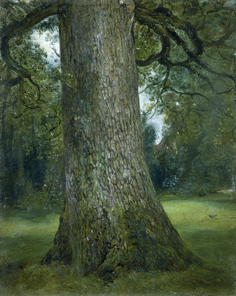 Study of the Trunk of an Elm Tree à John Constable