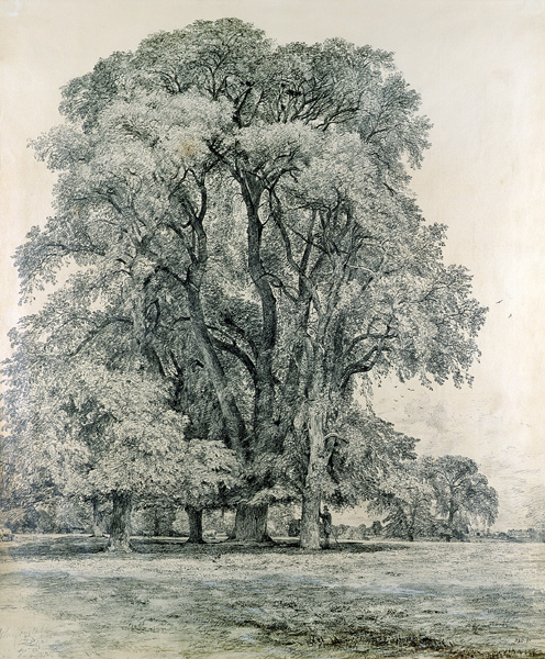 Elm trees in Old Hall Park, East Bergholt à John Constable