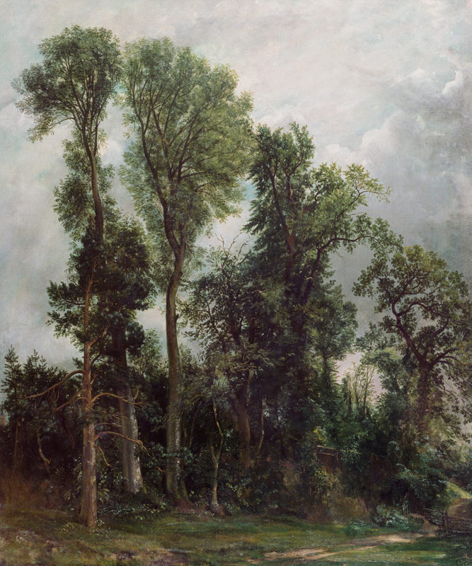 Trees at Hampstead à John Constable