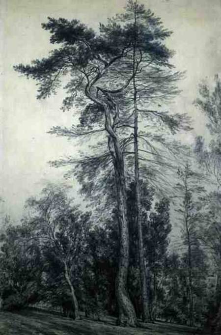 Fir Trees à John Constable