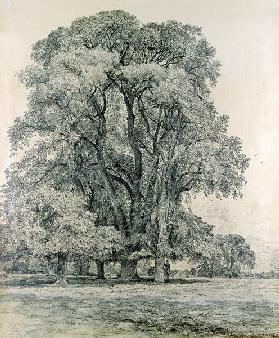 Elm trees in Old Hall Park, East Bergholt