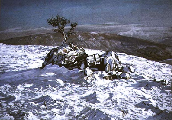 Barbondale Tree, Barbon, nr Kirby Lonsdale, Cumbria à John  Cooke