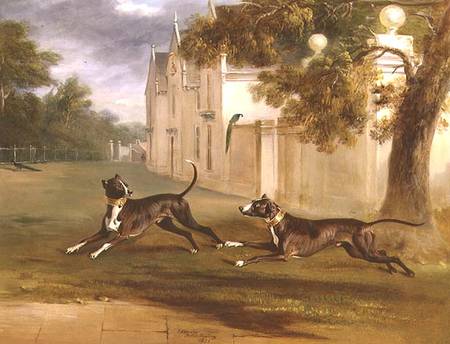 The Earl of Brownlow's two Bull Terriers, 'Nelson' and 'Argo' à John E. Ferneley le Jeune