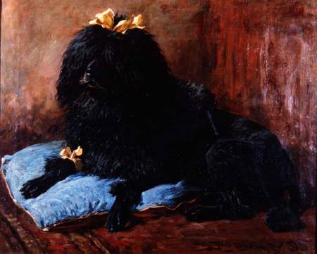 A Black Standard Poodle on a blue cushion à John Emms