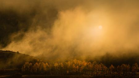 Golden Forest