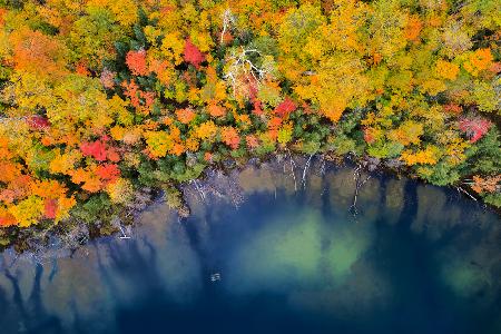 Autumn Pond