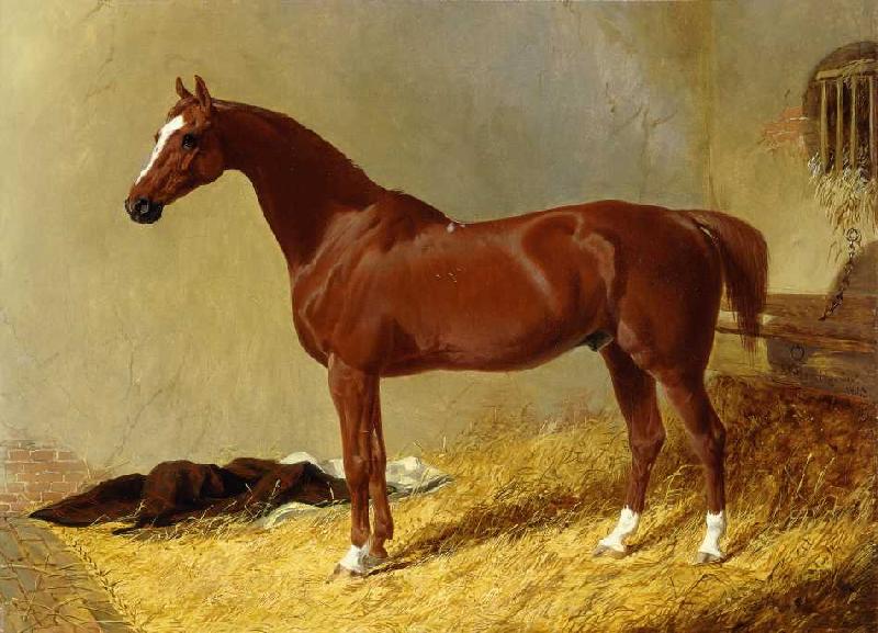 Ein rotbraunes Rennpferd in einem Stall à John Frederick Herring l'Ancien