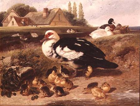 Ducks and Ducklings à John Frederick Herring le Jeune