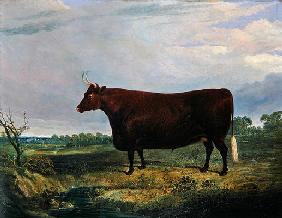 Portrait of a Brown Bull, 1831 (oil on canvas)