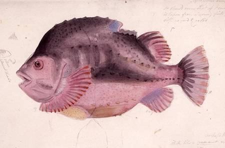 Fish à John George Sowerby